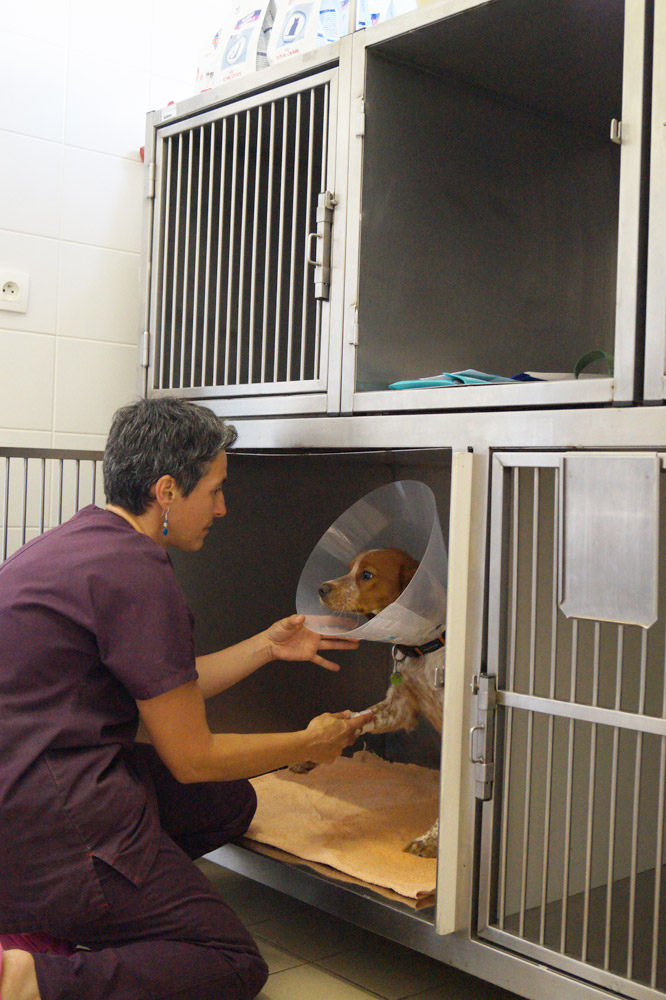 Hospitalisation et chirurgie des animaux de compagnie